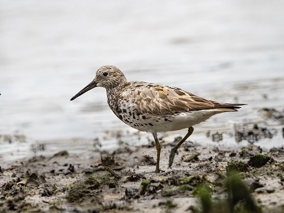 Great Knot